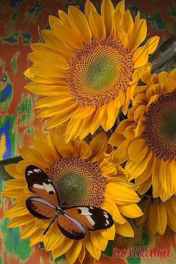 Butterfly and Sunflowers | ~Sunflowers~