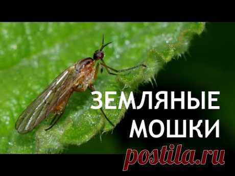Как избавиться от ЗЕМЛЯНЫХ МОШЕК?