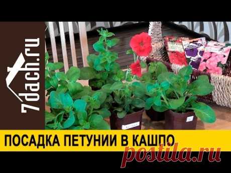 Посадка петунии в кашпо - 7 дач