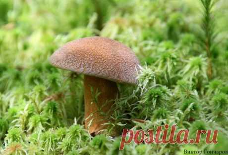 Для Вас! 🍄 ♥ фото 📷 #Виктор_Гончаров