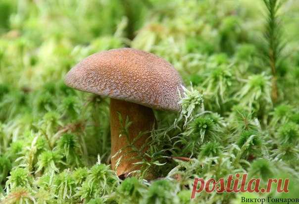 Для Вас! 🍄 ♥ фото 📷 #Виктор_Гончаров