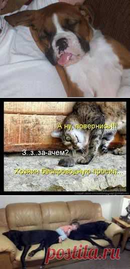 позитивные фотки животных - Поиск в Google