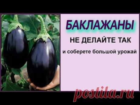ЗАВЯЖЕТСЯ В 10 РАЗ БОЛЬШЕ БАКЛАЖАН ЕСЛИ ТАК НЕ ДЕЛАТЬ! Выращивание баклажан без потерь!