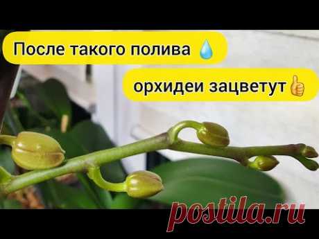 После такого ПОЛИВА орхидеи ЗАЦВЕТУТ || Полив ДЛЯ длительного ЦВЕТЕНИЯ орхидей