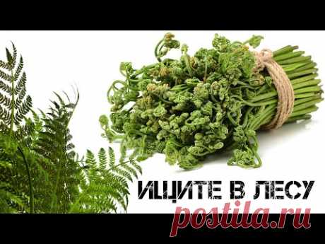 Переходим на папоротник. Прощай Макдональдс