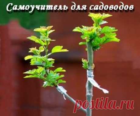 Улучшенная копулировка