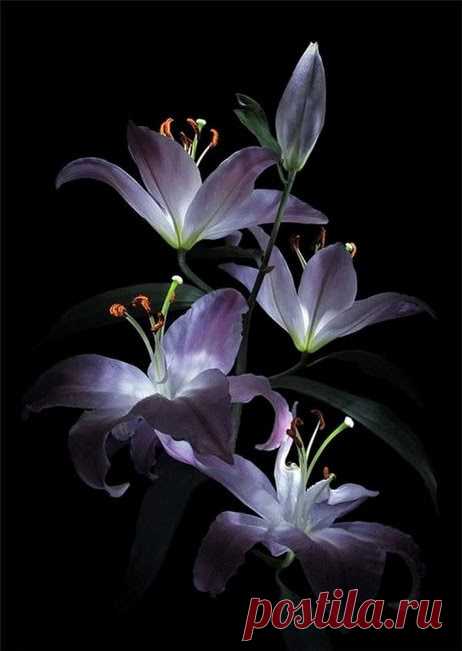 СЛАДКИХ СНОВ,МОИ ХОРОШИЕ