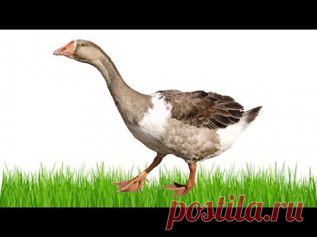 Two cheerful goose - Два весёлых гуся - YouTube - Забавные детишки играют на скотном дворе с гусями и другими домашними животными