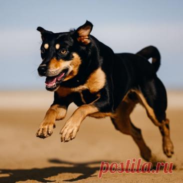 Счастье Луиса - Готовим так!