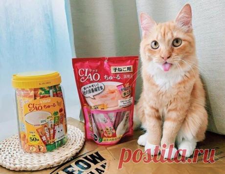 Забавные фото котов для хорошего настроения | Мечтательная кошка | Яндекс Дзен