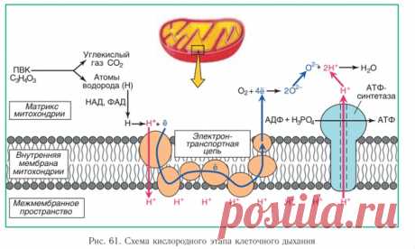 Схема кислородного этапа клеточного дыхания