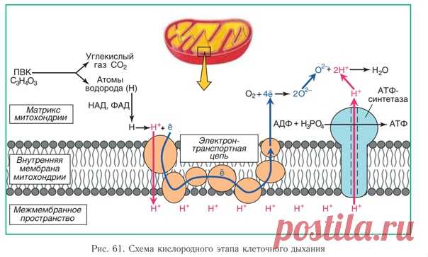 Схема кислородного этапа клеточного дыхания