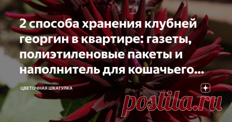 2 способа хранения клубней георгин в квартире: газеты, полиэтиленовые пакеты и наполнитель для кошачьего туалета У меня нет ни погреба, ни подполья для хранения клубней георгин в зимнее время. Дом в деревне зимой стоит неотапливаемый и поэтому мне приходится сохранять свои георгины в квартире. Более того, квартира с застекленной лоджией у нас появилась не так давно, и поэтому раньше мне приходилось хранить клубни просто в комнате. За годы экспериментов я оста