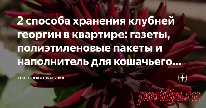 2 способа хранения клубней георгин в квартире: газеты, полиэтиленовые пакеты и наполнитель для кошачьего туалета У меня нет ни погреба, ни подполья для хранения клубней георгин в зимнее время. Дом в деревне зимой стоит неотапливаемый и поэтому мне приходится сохранять свои георгины в квартире. Более того, квартира с застекленной лоджией у нас появилась не так давно, и поэтому раньше мне приходилось хранить клубни просто в комнате. За годы экспериментов я оста