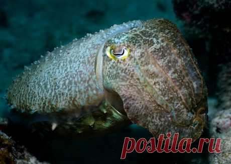 Глубокое синее море.