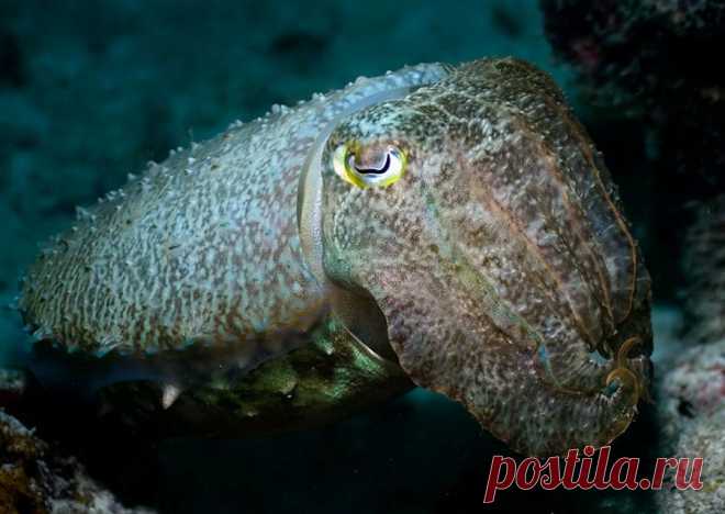 Глубокое синее море.