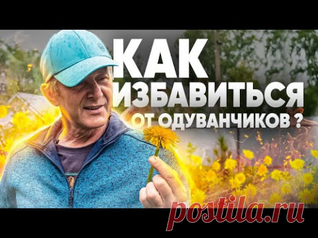 СПОСОБЫ БОРЬБЫ С СОРНЯКАМИ. Как избавиться от одуванчиков на участке?