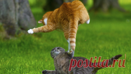 Котики атакуют...