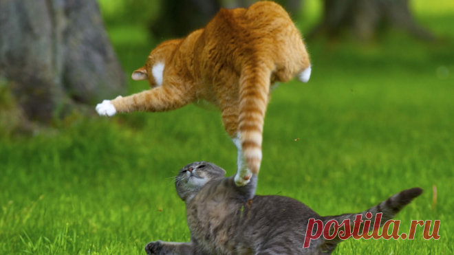 Котики атакуют...