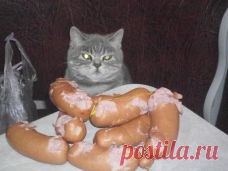 Когда кот в доме хозяин))