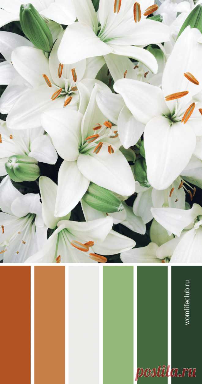 Цветовая палитра сочетание цветов