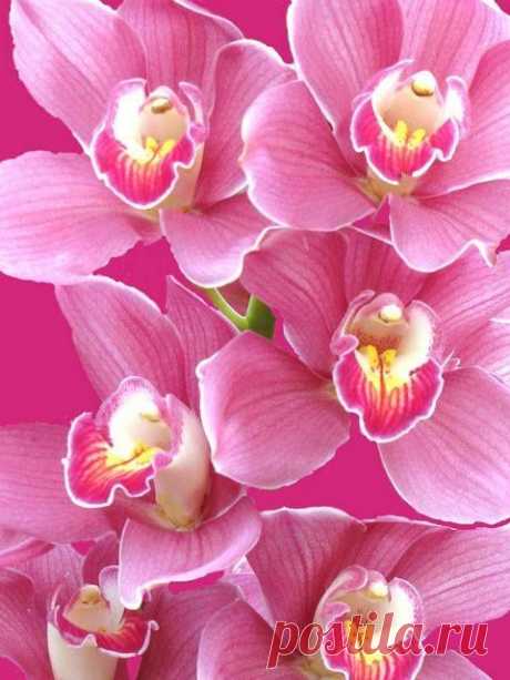 Орхидея Фаленопсис розовая  Orchidea Info - Орхидеи-инфо