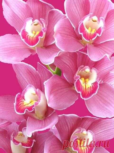 Орхидея Фаленопсис розовая  Orchidea Info - Орхидеи-инфо