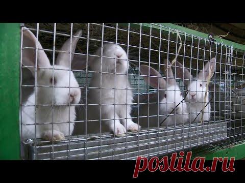 Сколько можно заработать на разведении кроликов. О хлебе насущном от 23.10.21