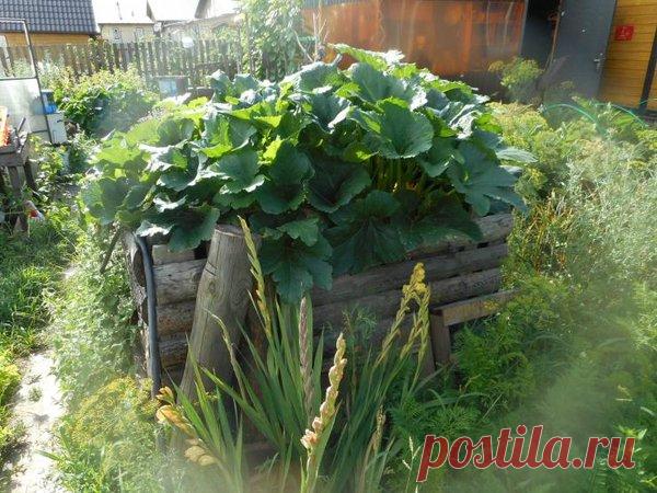Как я вырастил кабачки на компостной куче | Антонов Сад | Яндекс Дзен