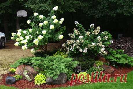 Самые неприхотливые и красивые декоративные кустарники для дачи и сада На загородном участке не обойтись без крупных многолетних растений. Красивые декоративные кустарники для дачи и сада день за днем создают неповторимую атмосферу, помогают делить пространство на зоны, …
