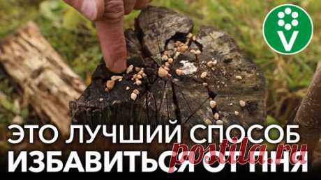 Procvetok | Как легко и без усилий избавиться от пня без корчевания?