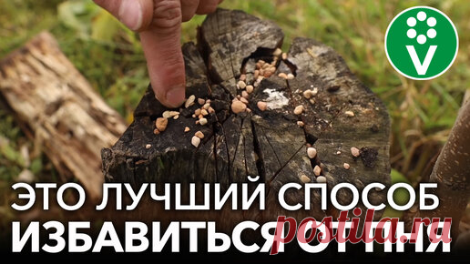 Procvetok | Как легко и без усилий избавиться от пня без корчевания?