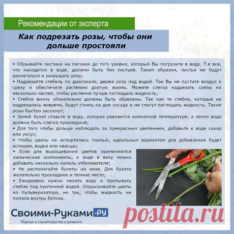 Как подрезать розы, чтобы они дольше простояли