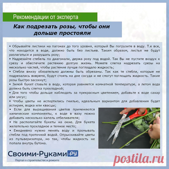 Как подрезать розы, чтобы они дольше простояли