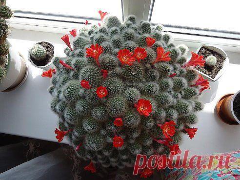 Одноклассники