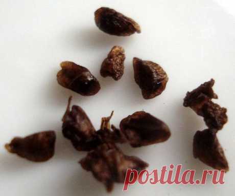 Дельфиниум - выращивание рассады из семян | Сажаем Сад