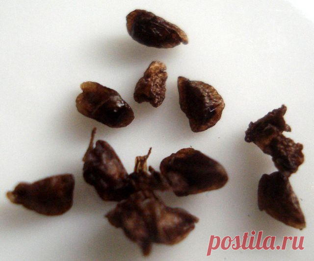 Дельфиниум - выращивание рассады из семян | Сажаем Сад