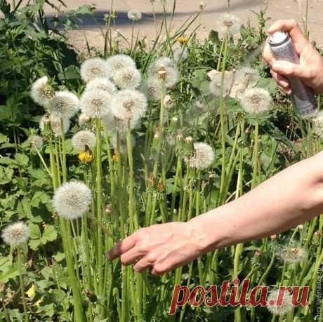 Букет из одуванчиков , который будет стоять у вас до следующей весны