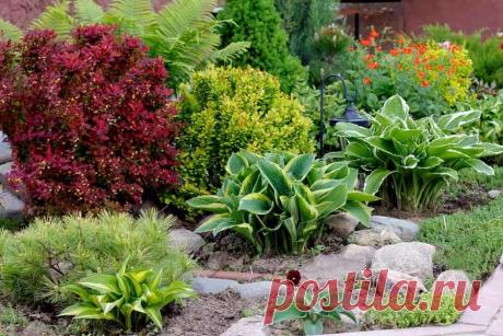Красивая посадка хост | Моя успешная дача | Яндекс Дзен