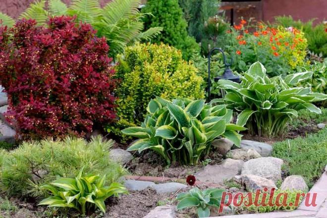 Красивая посадка хост | Моя успешная дача | Яндекс Дзен