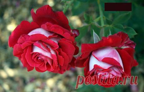 Предельный рост тарифов ЖКХ ограничат