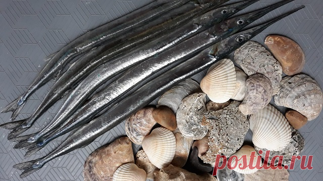 Сарган - что за рыба, где водится, описание, как приготовить