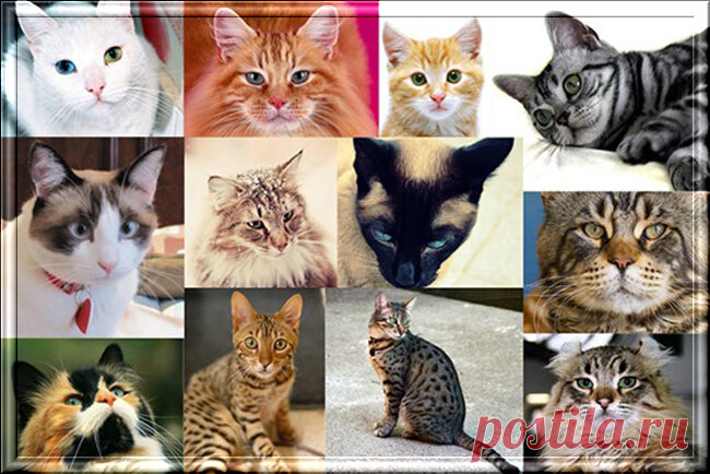 Кошачья красота