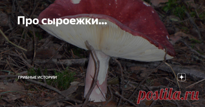 Про сыроежки... Дзен в очередной раз радует публикациями «бывалых» грибников. Что я читаю? А читаю я статью под названием:
Странно.. Мы всегда собирали в лесу сыроежки, они особенно хороши, пока маленькие, пока не раскрылась шляпка. В таком виде они отлично подходят для любого блюда. Конечно, чаще всего, такие сыроежки мы солили в смеси с другими грибами (я люблю грибной микс), и конечно сыроежки жарили, а когда