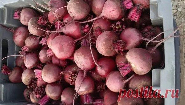 Лучшие способы хранения свеклы до весны. | Эдвика | Яндекс Дзен