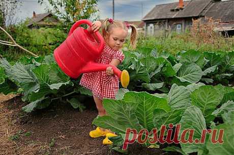 рассада капусты
