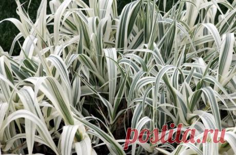 Декоративные злаки для средней полосы – эти растения точно не вымерзнут зимой!