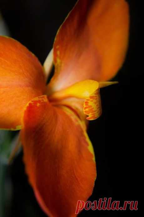 Google+ – #flowers