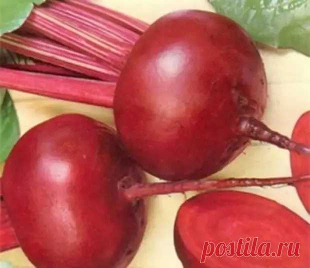 Полезные свойства свеклы - ДОМАШНИЙ ОЧАГ