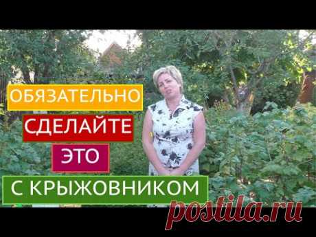 КРЫЖОВНИК ОСЕНЬЮ: УХОД, ПОДКОРМКИ, ОБРЕЗКА, ЗАЩИТА!